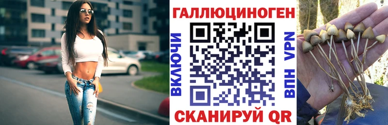 Купить  Межгорье  Галлюциногенные грибы Psilocybe 
